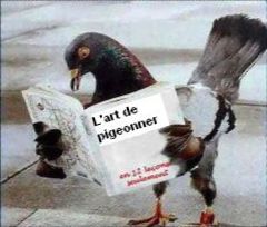 pigeon